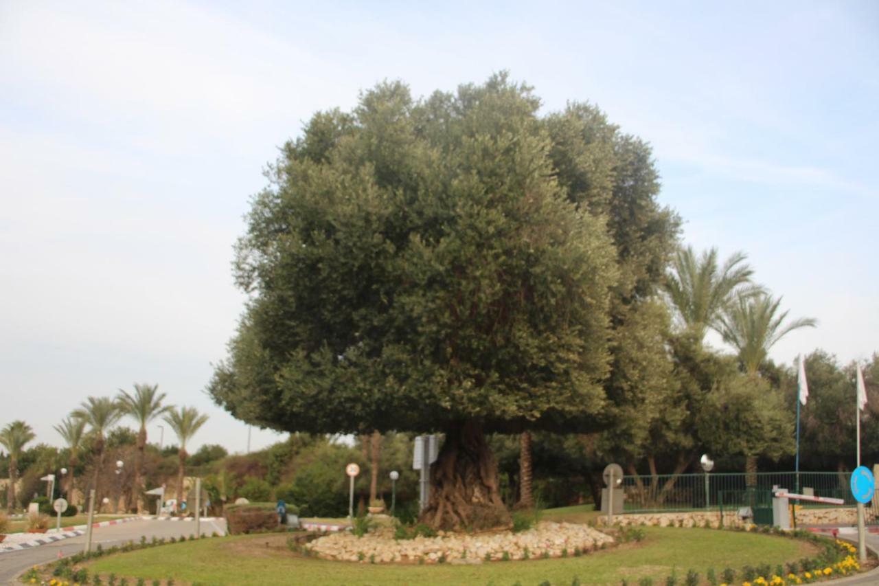קיסריה The Beach Garden Apt. מראה חיצוני תמונה